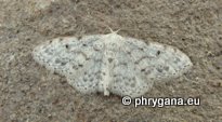 Idaea camparia (Herrich- Schaffer 1852)