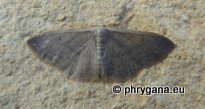 Idaea distinctaria (Boisduval 1840)