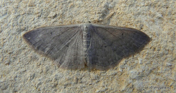 Idaea distinctaria (Boisduval 1840)