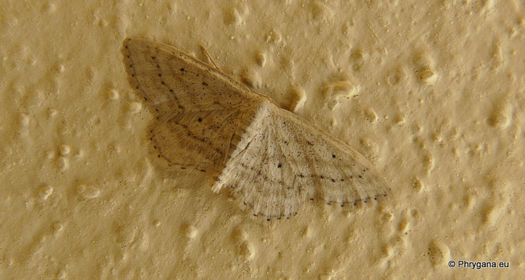 Idaea elongaria (Rambur 1833)