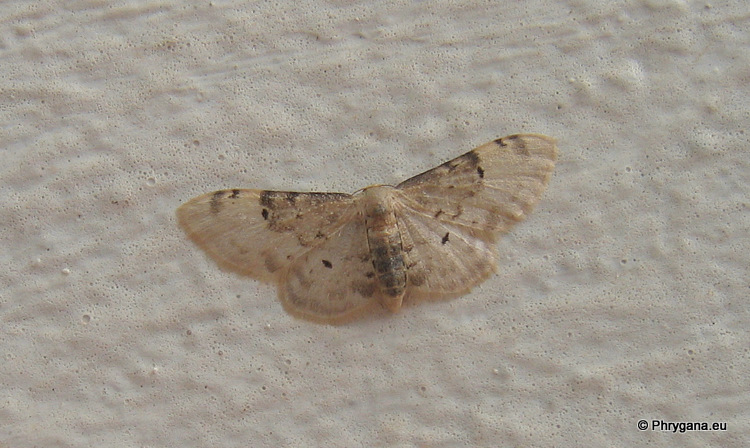 Idaea filicata (Hubner 1799)