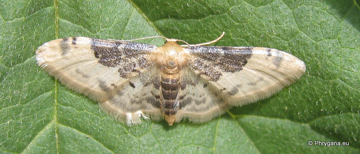 Idaea filicata (Hubner 1799)