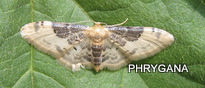 Idaea filicata (Hubner 1799)