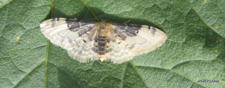 Idaea filicata (Hubner 1799)