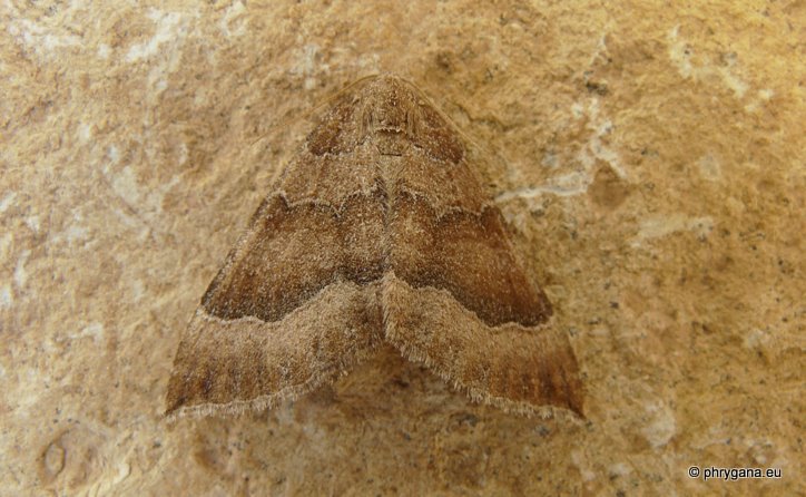 Larentia clavaria (Haworth 1809) -- The Mallow - la Larentie cloutée