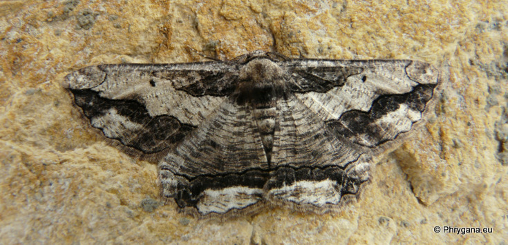 Menophra japygiaria (O. Costa 1849)