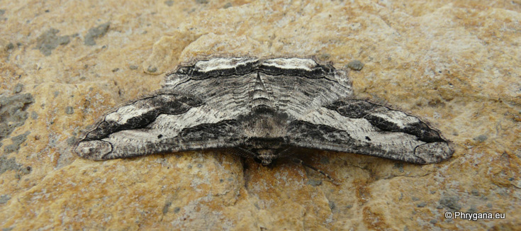 Menophra japygiaria (O. Costa 1849)