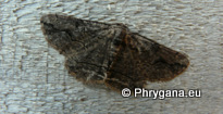 Menophra japygiaria (O. Costa 1849)