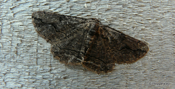 Menophra japygiaria (O. Costa 1849)