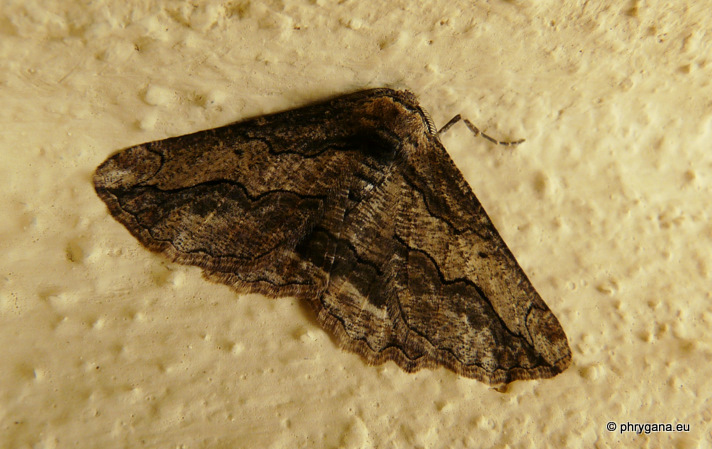 Menophra japygiaria (O. Costa 1849)