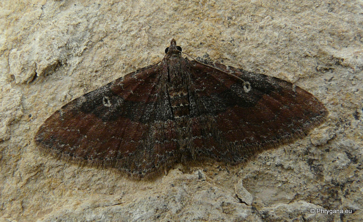 Nycterosea obstipata (Fabricius 1794)