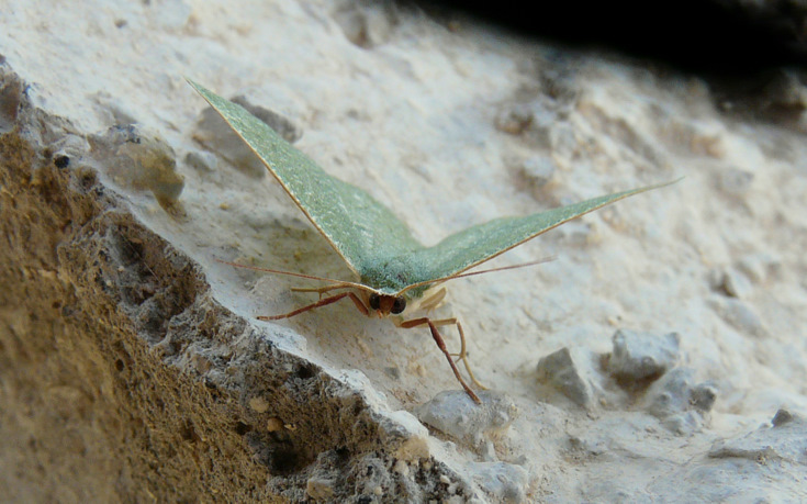 Phaiogramma faustinata (Millière 1868)