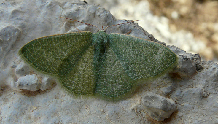 Phaiogramma faustinata (Millière 1868)