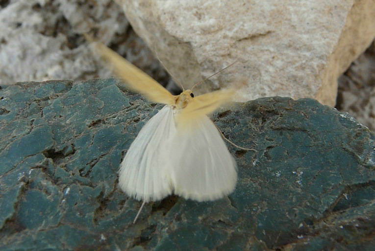 Rhodometra sacraria (Linnaeus 1767)