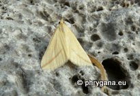 Rhodometra sacraria (Linnaeus 1767)