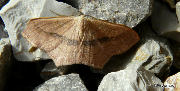 Scopula (Calothysanis) imitaria (Hunner 1799)