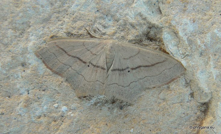 Scopula (Calothysanis) imitaria (Hunner 1799)