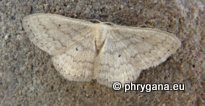 Scopula (Calothysanis) incanata (Linnaeus 1758)