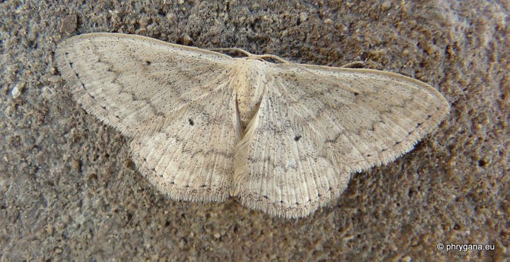 Scopula (Calothysanis) incanata (Linnaeus 1758)