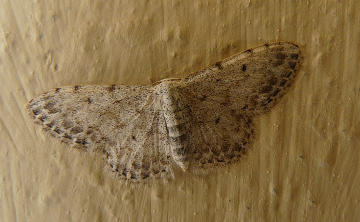 Scopula (Calothysanis) marginepunctata (Goeze 1781)