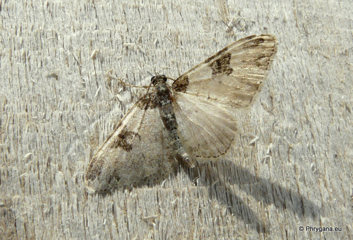 Xanthorhoe fluctuata (Linnaeus 1758)