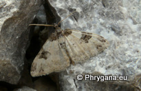 Xanthorhoe fluctuata (Linnaeus 1758)