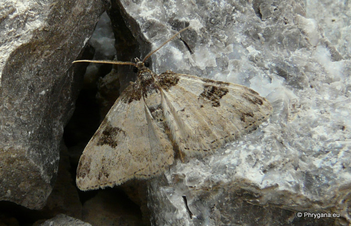 Xanthorhoe fluctuata (Linnaeus 1758)