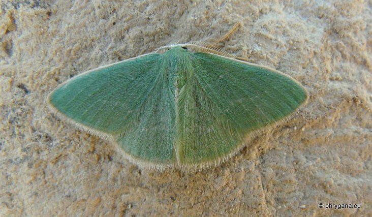 Xenochlorodes olympiaria (Herrich-Schaffer 1852)