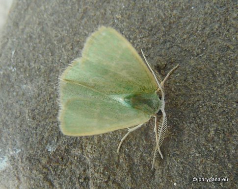 Xenochlorodes olympiaria (Herrich-Schaffer 1852)