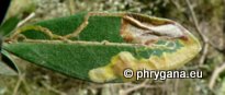 Metriochroa latifoliella (Millière1886)