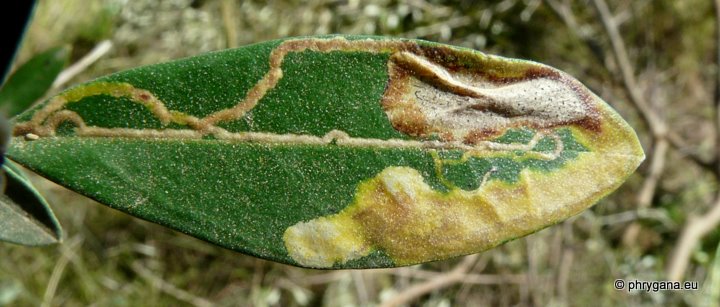 Metriochroa latifoliella (Millière1886)