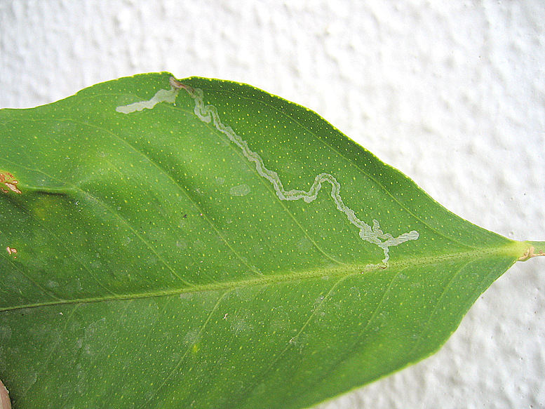 Phyllocnistis citrella Stainton 1856