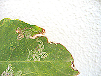 Phyllocnistis citrella Stainton 1856