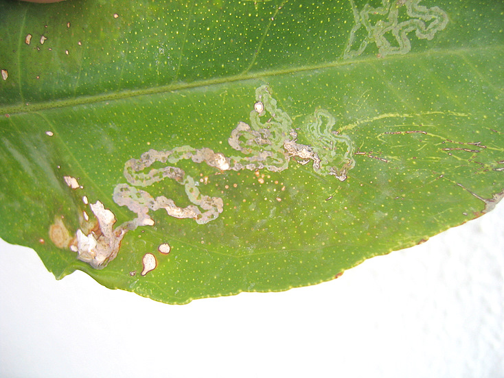 Phyllocnistis citrella Stainton 1856