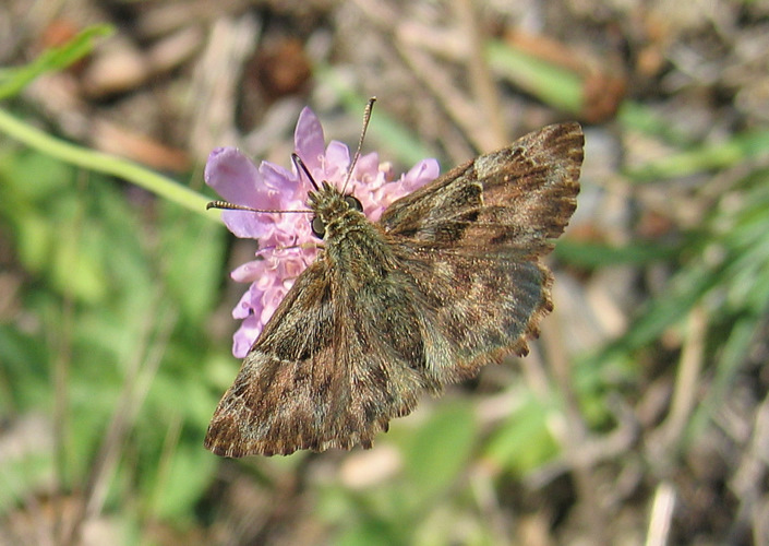 Carcharodus alceae (Esper 1780)