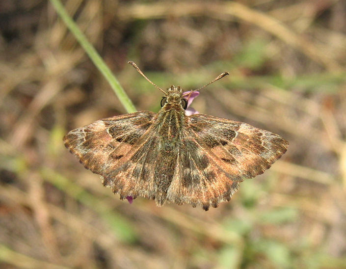 Carcharodus alceae (Esper 1780)