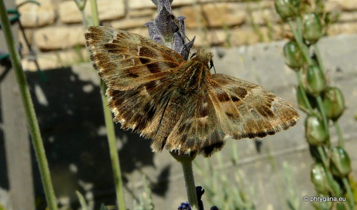 Carcharodus alceae (Esper 1780)