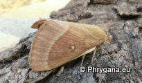 Lasiocampa (Pachygastria) trifolii (Denis & Schiffermuller 1775)