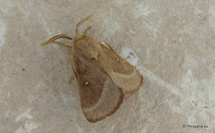 Lasiocampa (Pachygastria) trifolii (Denis & Schiffermuller 1775)