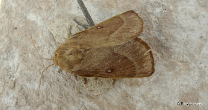 Lasiocampa (Pachygastria) trifolii (Denis & Schiffermuller 1775)