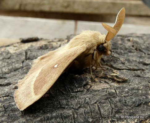 Lasiocampa (Pachygastria) trifolii (Denis & Schiffermuller 1775)