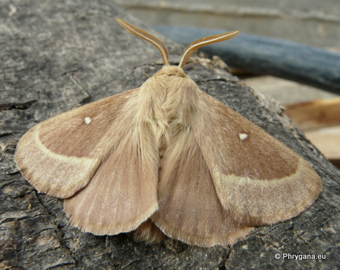 Lasiocampa (Pachygastria) trifolii (Denis & Schiffermuller 1775)