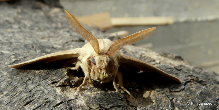 Lasiocampa (Pachygastria) trifolii (Denis & Schiffermuller 1775)