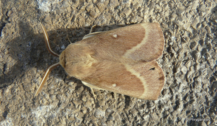 Lasiocampa (Pachygastria) trifolii (Denis & Schiffermuller 1775)