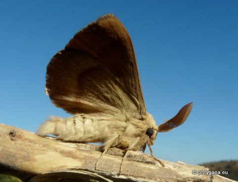 Lasiocampa (Pachygastria) trifolii (Denis & Schiffermuller 1775)