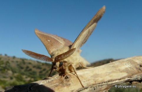 Lasiocampa (Pachygastria) trifolii (Denis & Schiffermuller 1775)