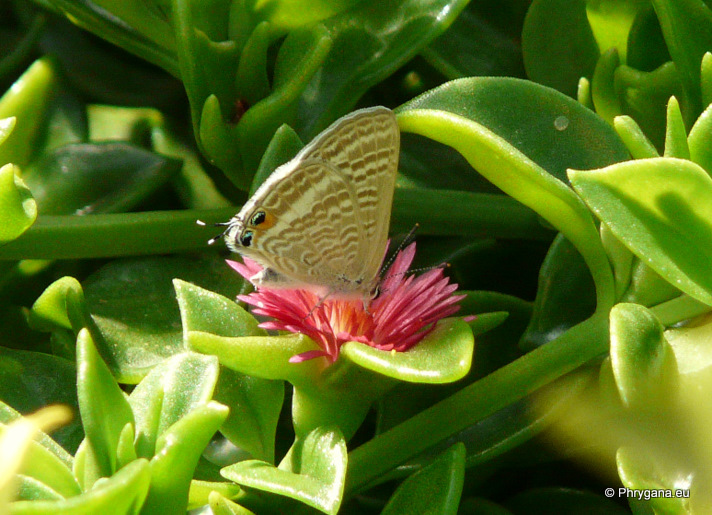 Lampides boeticus (Linnaeus 1767)