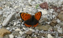 Lycaena phlaeas (Linnaeus 1761)