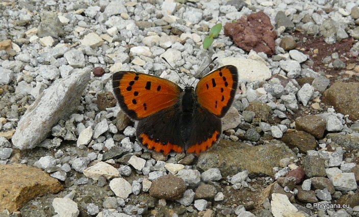 Lycaena phlaeas (Linnaeus 1761)