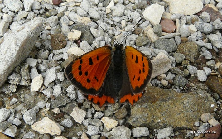 Lycaena phlaeas (Linnaeus 1761)